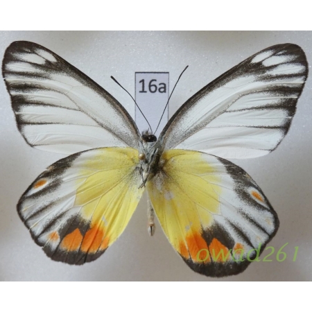 Delias periboea wallacei Rothschild, 1892 Indonesia, Bali16a